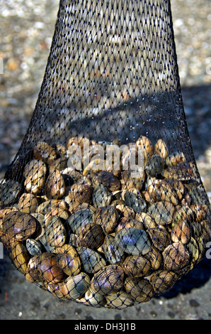 Manila vongole da Pacific Northwest Washington Foto Stock