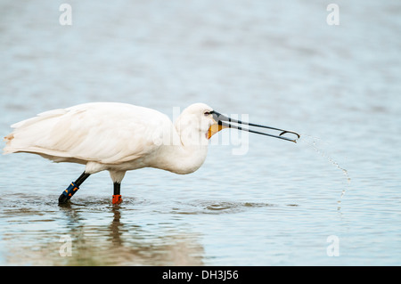 Spatola (Platalea leucorodia) La cattura del pesce, Norfolk, Inghilterra. Foto Stock