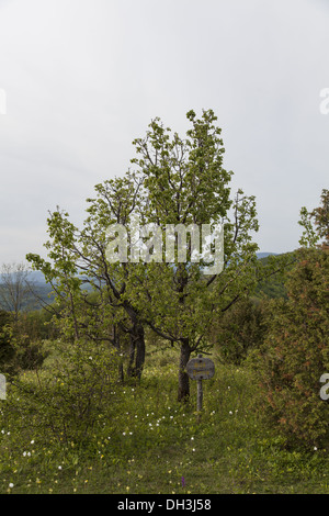 Paesaggio di Bühlchen Foto Stock