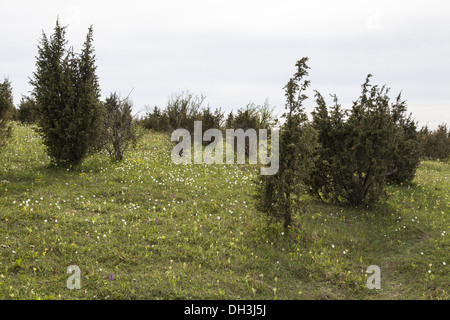 Paesaggio di Bühlchen Foto Stock