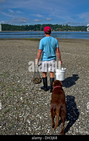 Manila vongole da Pacific Northwest Washington Foto Stock