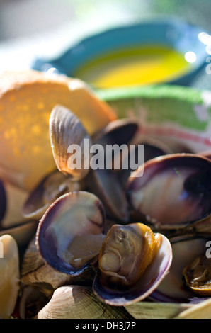 Manila vongole da Pacific Northwest Washington Foto Stock