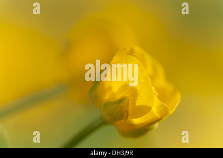 Ranuncolo strisciante (Ranunculus repens) Foto Stock