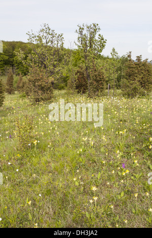 Paesaggio di Bühlchen Foto Stock