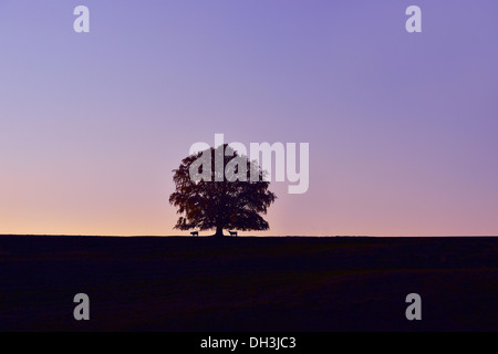 Albero solitario, faggio (Fagus sp.), Füssen Algovia, Alta Baviera, Baviera, Germania Foto Stock