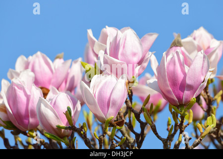 Tulip Magnolia (x Magnolia soulangeana) cultivar amabilis Foto Stock