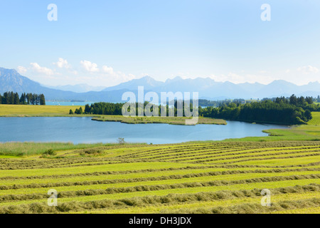 Lago Illasbergsee, parte di Forggensee Lago, Lago Hopfensee sul retro, Roßhaupten, Ostallgäu, Algovia, Schwabia, Baviera, Germania Foto Stock