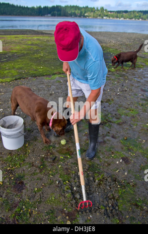 Manila vongole da Pacific Northwest Washington Foto Stock