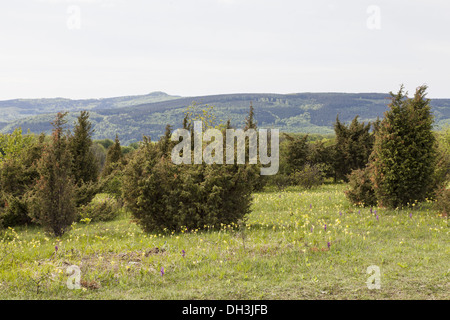 Paesaggio di Bühlchen Foto Stock