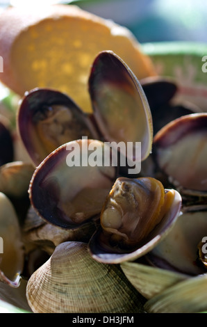 Manila vongole da Pacific Northwest Washington Foto Stock