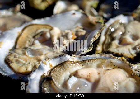 Manila vongole da Pacific Northwest Washington Foto Stock