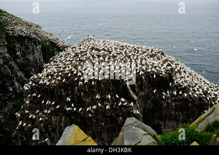 Northern Gannet (Morus bassanus), l'allevamento di colonie, Cape Santa Maria, Terranova, Canada, America del Nord Foto Stock