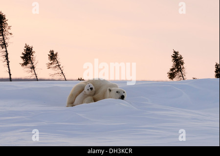 Orso polare sow (Ursus maritimus) con un cub giacente nella neve in appoggio al tramonto, Wapusk National Park, Manitoba, Canada Foto Stock