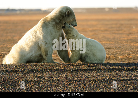 Giovane orso polare (Ursus maritimus) snuggling con sua madre, Kaktovik, pendio nord della regione, Beaufort Sea, Alaska, America Foto Stock