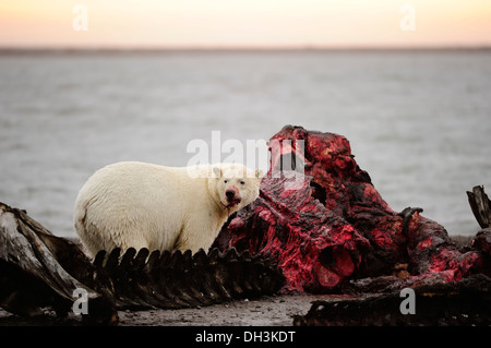Orso polare (Ursus maritimus) alimentazione sui resti di una balena, Kaktovik, versante Nord, Beaufort Sea, Alaska, Stati Uniti d'America, America Foto Stock
