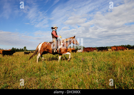 Cowgirl bovini di guida attraverso la prairie, Cypress Hills, provincia di Saskatchewan, Canada Foto Stock