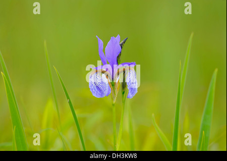 Siberian iris (iris sibirica), il lago di Costanza, delta del Reno, Austria, Europa Foto Stock