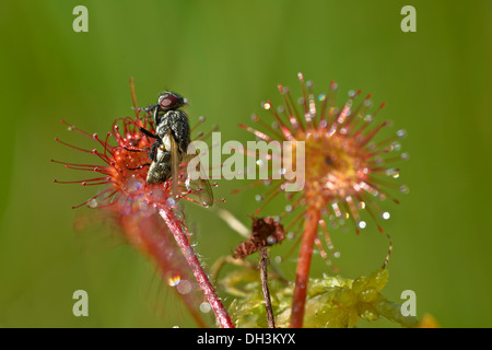 Sundew comune o round-lasciava sundew (drosera rotundifolia), il parco nazionale degli Alti Tauri, Austria, Europa Foto Stock