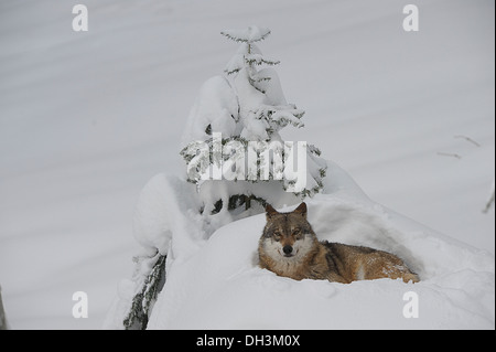 Lupo (Canis lupus), che giace nella neve, prigionieri Bayerischer wald, Baviera, Germania Foto Stock