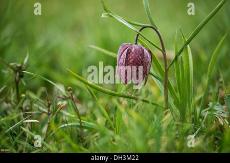 Fritillary, snake head fritillary o fiore di scacchi (Fritillaria meleagris), Austria Foto Stock