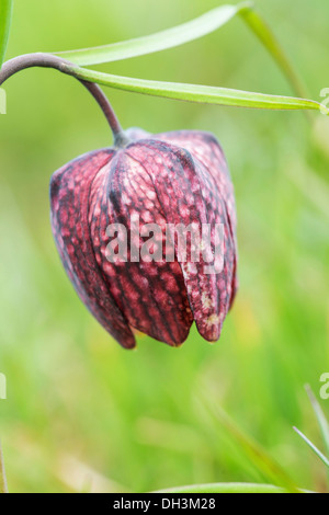 Fritillary, snake head fritillary o fiore di scacchi (Fritillaria meleagris), Austria Foto Stock