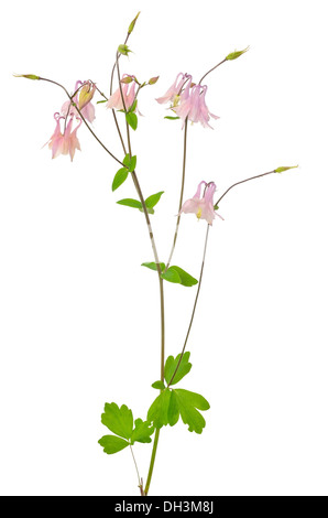 Aquilegia vulgaris fiore isolato su sfondo bianco Foto Stock