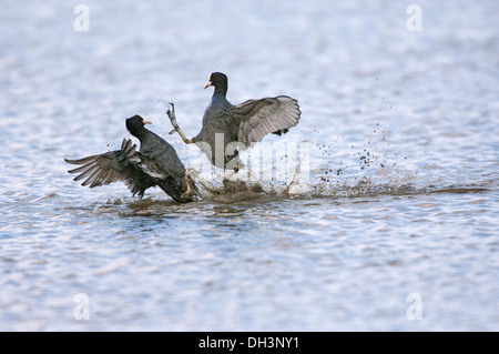 Folaghe, (fulica atra) coppia combattimenti sull'acqua. Foto Stock