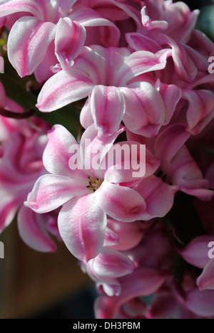 Fiori di giacinto (Hyacinthus orientalis " Anna Marie') Foto Stock