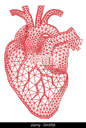 Realistica del cuore umano organo con l'aorta e nelle arterie, rendering 3D  isolati su sfondo bianco Foto stock - Alamy