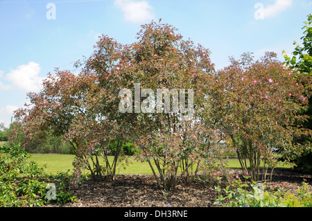 Purple-Leaved Rose Foto Stock