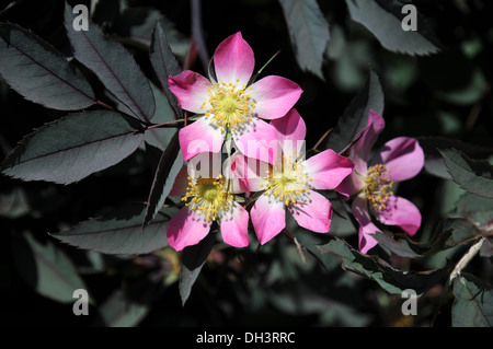 Purple-Leaved Rose Foto Stock