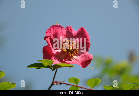 Sweginzow Rose Foto Stock