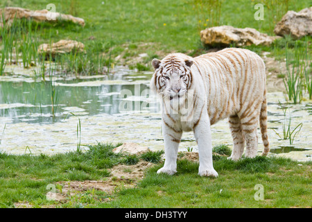 Tigre bianca del Bengala (Panthera tigris tigris) Foto Stock