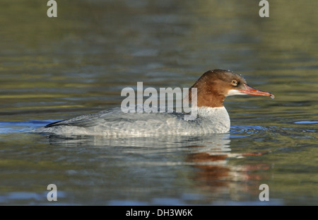 Smergo maggiore Mergus merganser - femmina Foto Stock