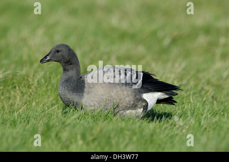 Brent Goose Branta bernicla Foto Stock