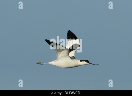 Avocetta Recurvirostra avosetta Foto Stock