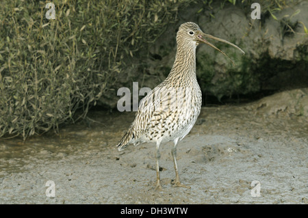 Curlew Numenius arquata Foto Stock