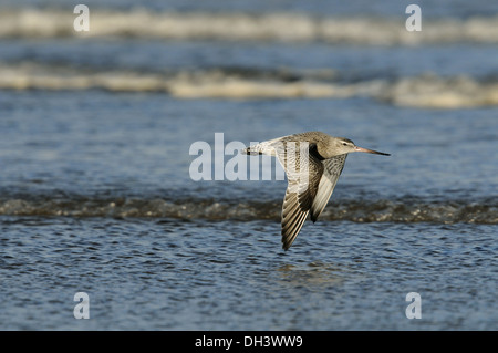 Bar-tailed Godwit Limosa lapponica Foto Stock