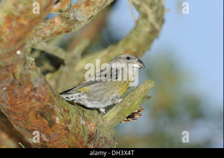 Common Crossbill Loxia curvirostra Foto Stock