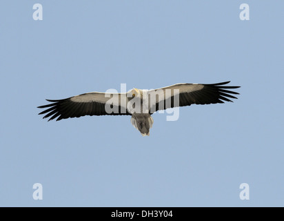 Avvoltoio egiziano - Neophron percnopterus Foto Stock