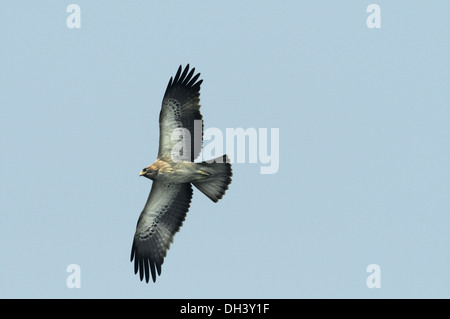 Avviato Eagle - Hieraaetus pennatus Foto Stock