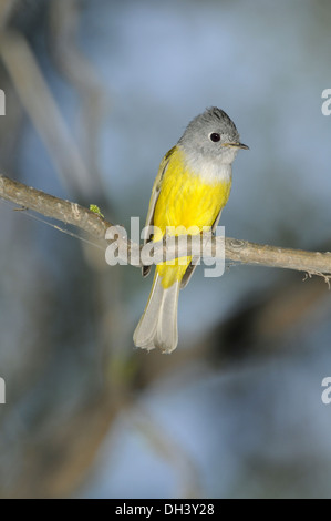 Grigio-guidato canarino-flycatcher - Culicicapa ceylonensis Foto Stock