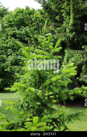 Abete siberiano Foto Stock