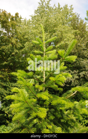 Abete siberiano Foto Stock