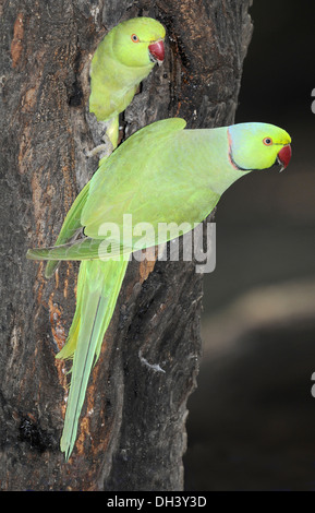 Anello di colli di parrocchetto Psittacula krameri Foto Stock