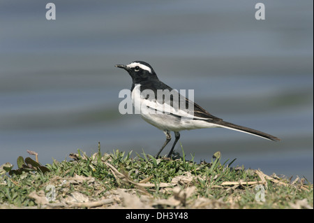 Bianco-browed Wagtail - Motacilla madaraspatensis Foto Stock