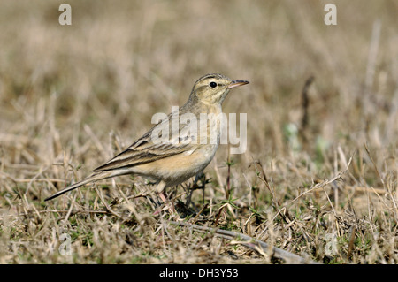 Paddyfield Pipit - Anthus rufulus Foto Stock