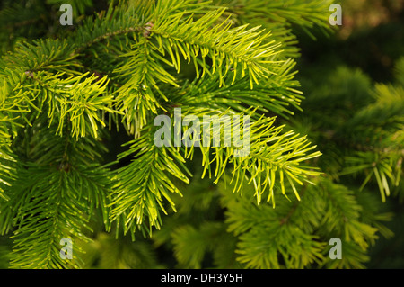 Abete siberiano Foto Stock