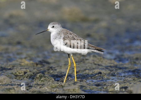 Marsh Sandpiper Tringa stagnatilis Foto Stock