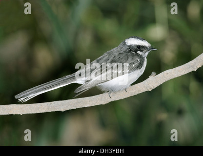 Bianco-browed Fiocco - Rhipidura aureola Foto Stock